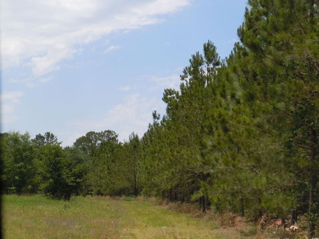 2231 Barts Rd, Home with 0 bedrooms, 0 bathrooms and null parking in Loris SC | Image 7