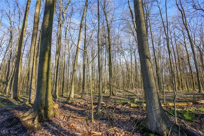 View of nature featuring a view of trees | Image 29