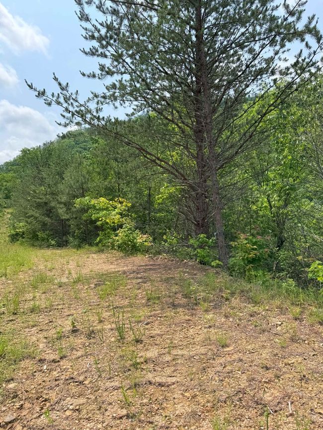 88 acres Bolden Branch Rd, Home with 0 bedrooms, 0 bathrooms and null parking in Andrews NC | Image 24