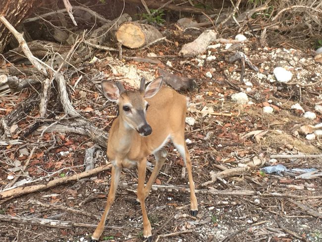 Bambi | Image 13