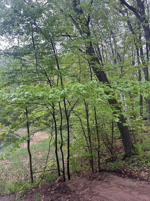 TBD Powder Horn, Cushing Twp, MN, 56443 | Card Image