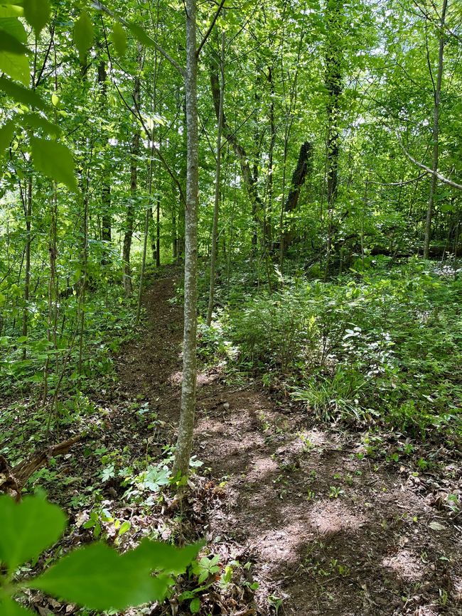 Trail to the garden at the back of property | Image 28