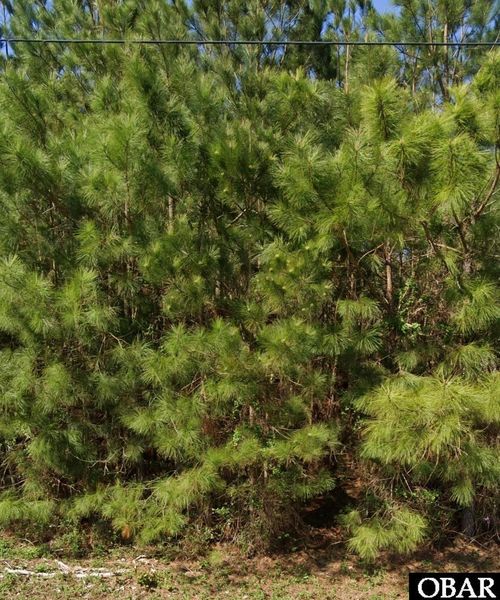 111 Windsor Lane, Edenton, NC, 27932 | Card Image