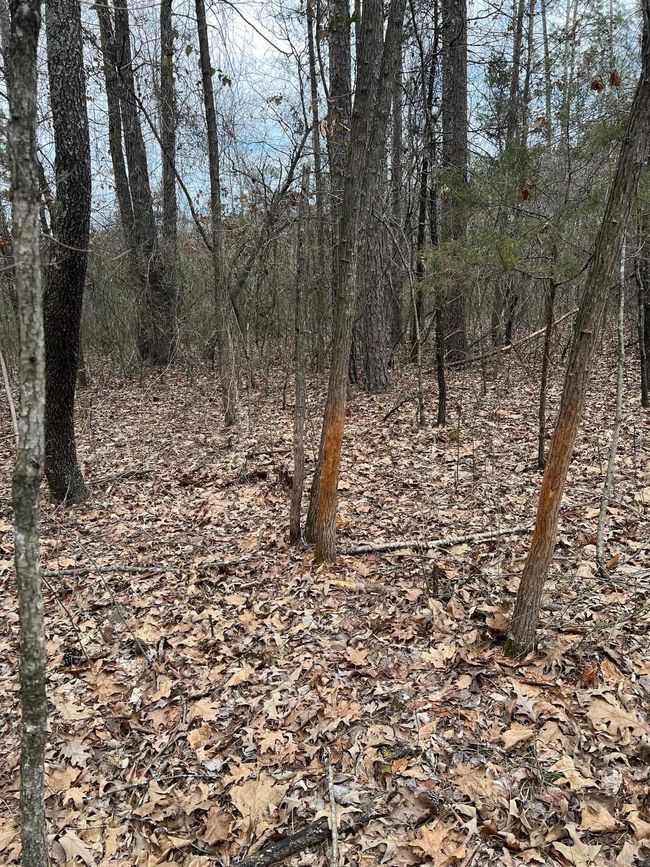 00 Yates Ln, Home with 0 bedrooms, 0 bathrooms and null parking in Tumbling Shoals AR | Image 7