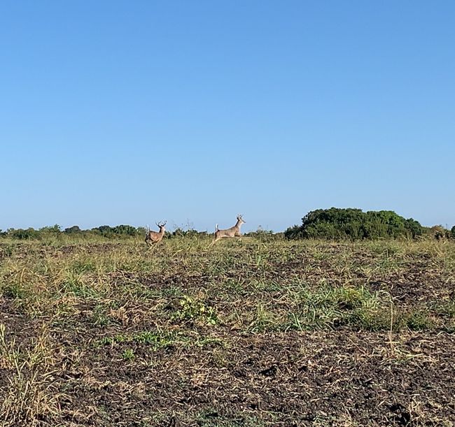 View of undeveloped land featuring rural landscape | Image 8