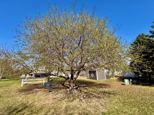 Beautiful tree in the back of lot | Image 26