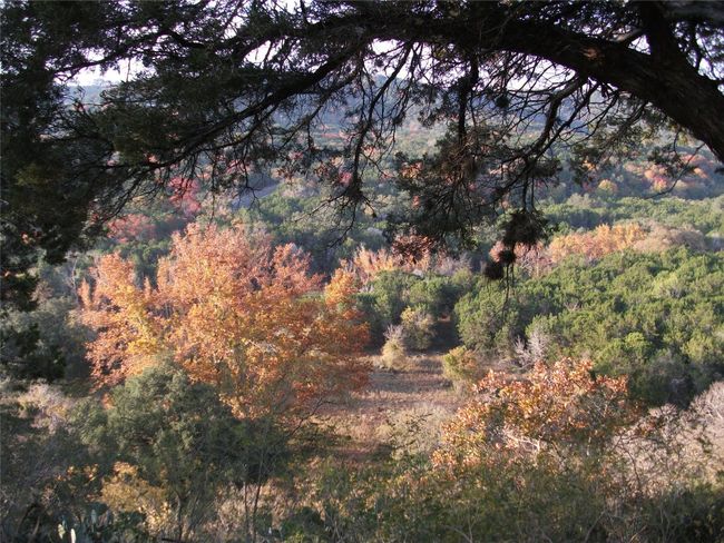 View of local wilderness with a forest view | Image 5