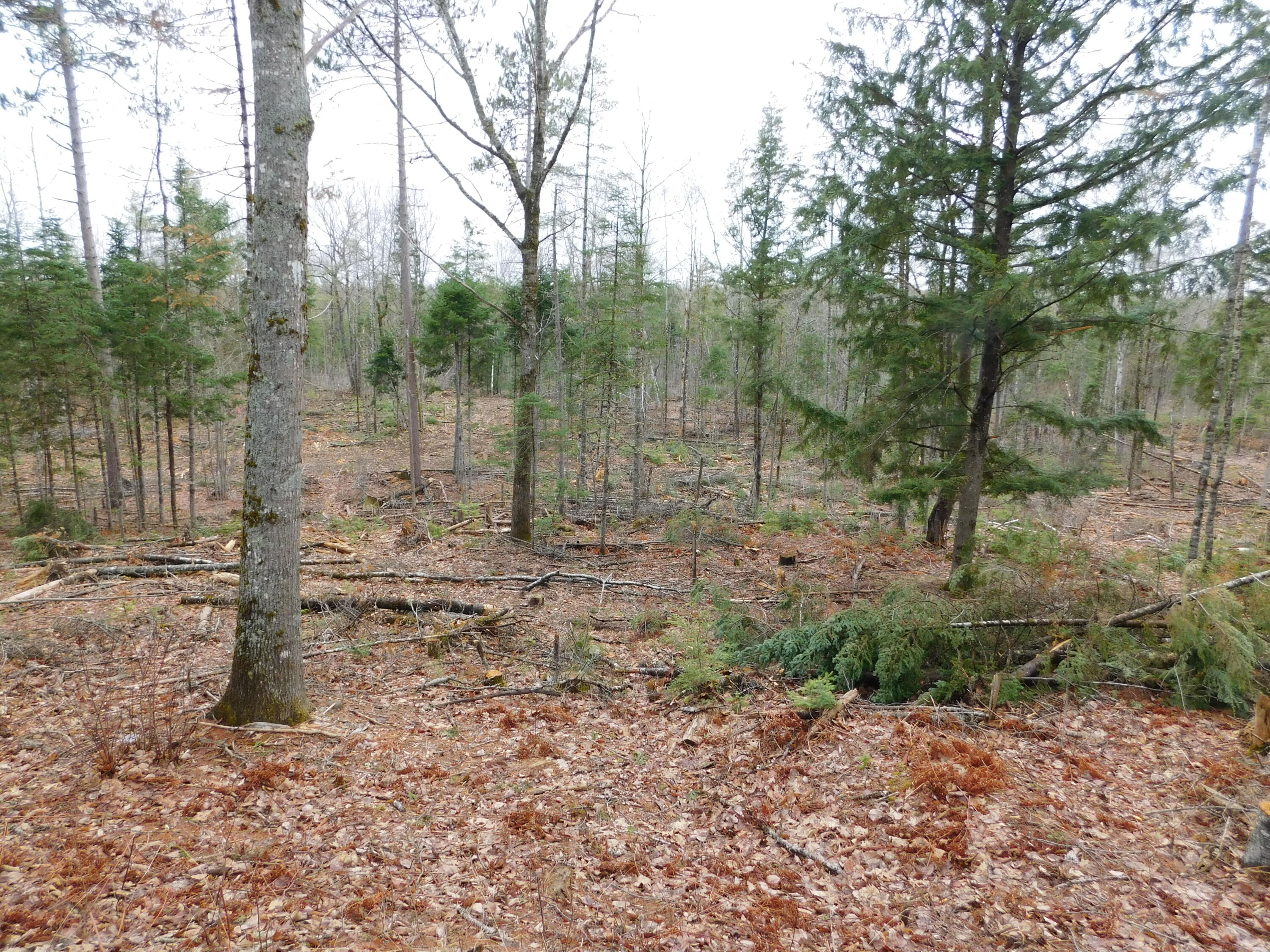 Land in Greenbush 2