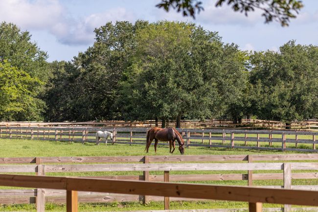 Equine | Image 37