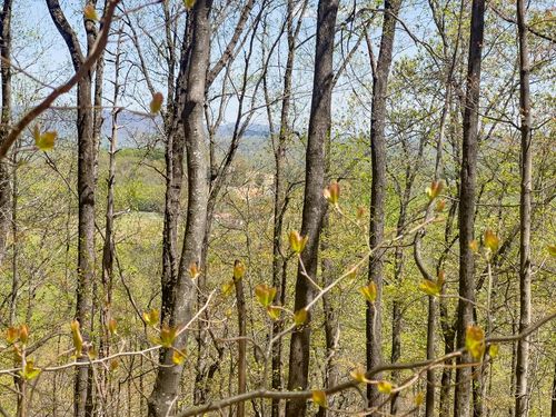 TBD Yellow Locust Dr, Fancy Gap, VA, 24328 | Card Image