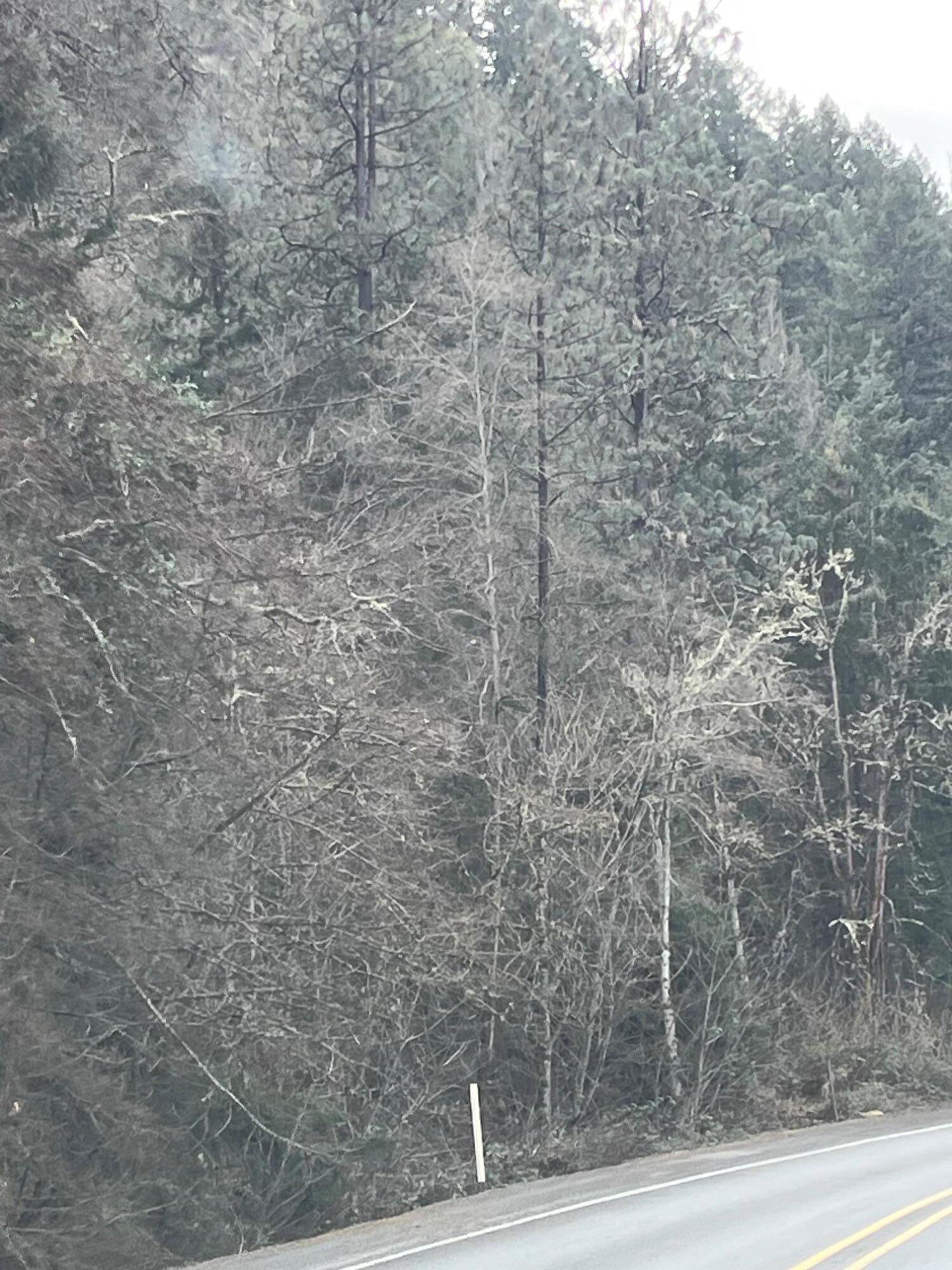 Land in Rogue River 5