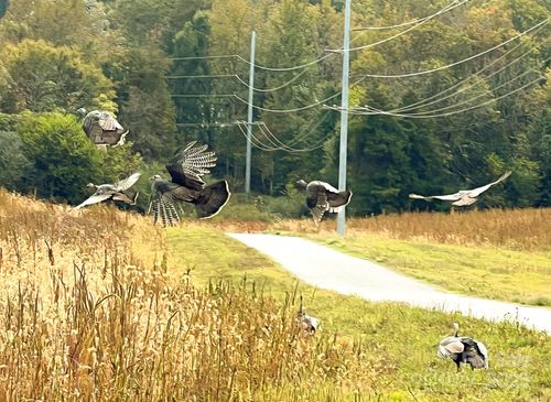 4-24990 Birdhouse Lane, Locust, NC, 28097 | Card Image