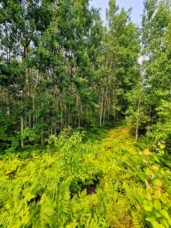 1937140-c2601841-cbb5-43ab-8e0c-9a8505207fdf.JPG | Image 10