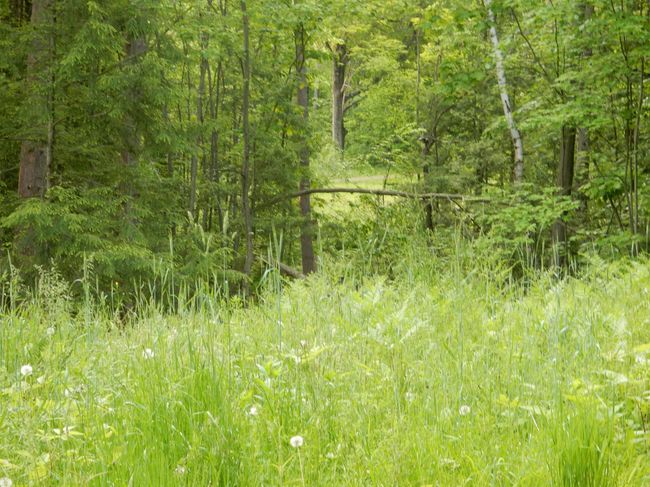 36 - 00 Pine St, Home with 0 bedrooms, 0 bathrooms and null parking in Newport VT | Image 6