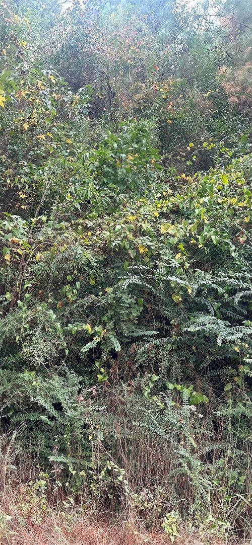 TBD Williams Dr, Livingston, TX, 77351 | Card Image