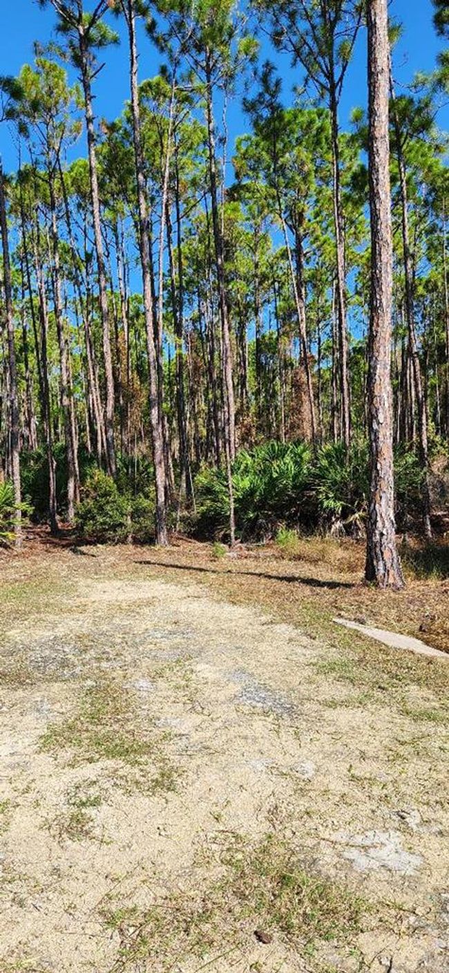 LOT 8 Sw 104th St, Home with 0 bedrooms, 0 bathrooms and null parking in CEDAR KEY FL | Image 5