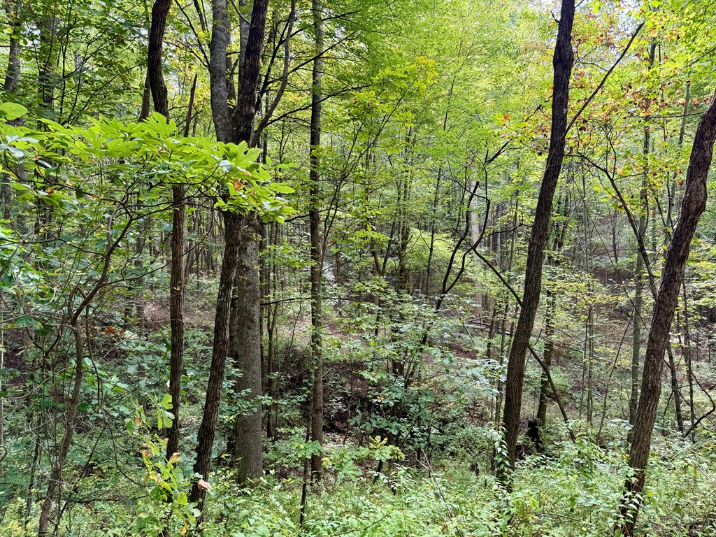 Land in Tuckasegee 3