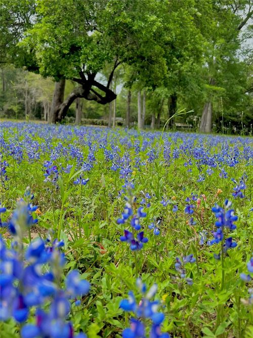 1011 N Nellius St, Woodville, TX, 75979-4203 | Card Image