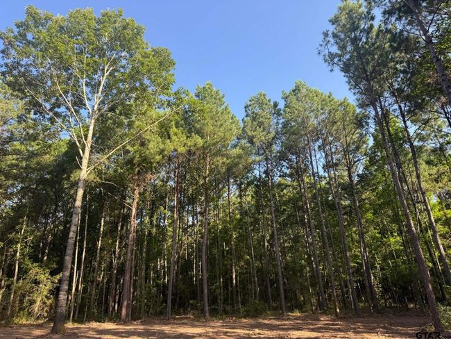 Tract 3A Cr 2322, Home with 0 bedrooms, 0 bathrooms and null parking in Rusk TX | Image 4