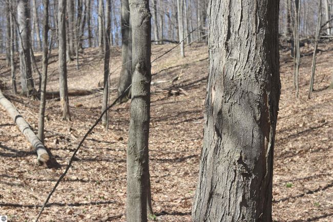 lot 19 Crystal Ridge Dr, Home with 0 bedrooms, 0 bathrooms and null parking in Beulah MI | Image 6