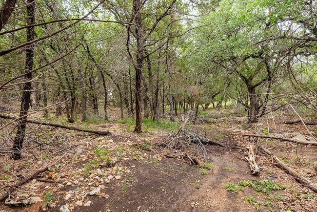 View of woods | Image 13