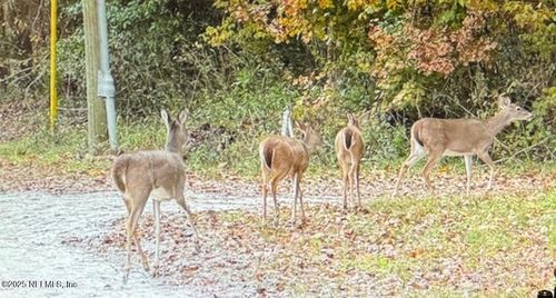 115 Se Magnolia Ct, Branford, FL, 32008 | Card Image