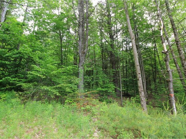 Lot 4 Piney Grove Ln, Home with 0 bedrooms, 0 bathrooms and null parking in Underhill VT | Image 15