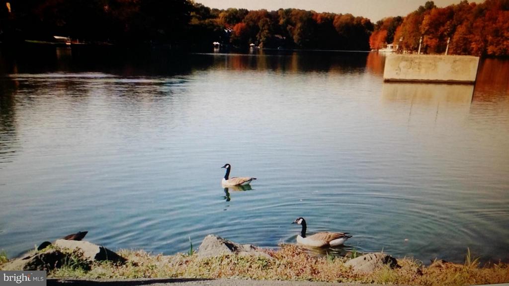 Residential Lease in RESTON 2