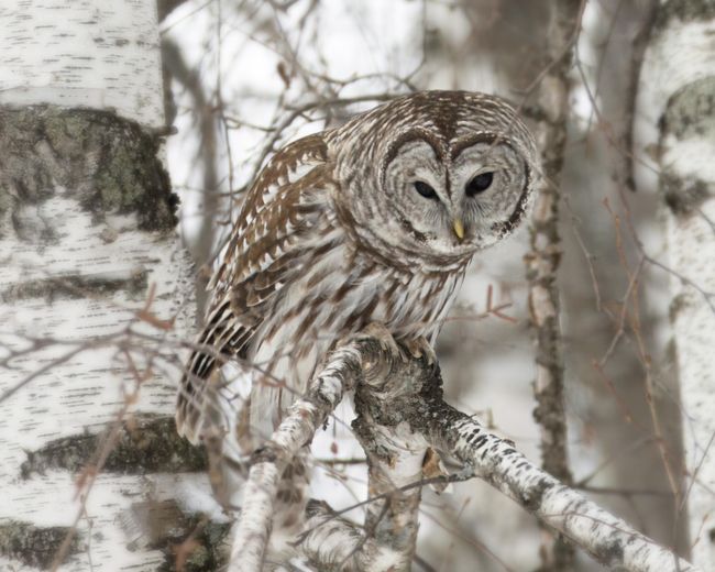 Owl | Image 50