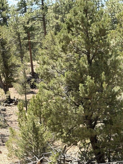 TBD 9th Trail, Cotopaxi, CO, 81223 | Card Image
