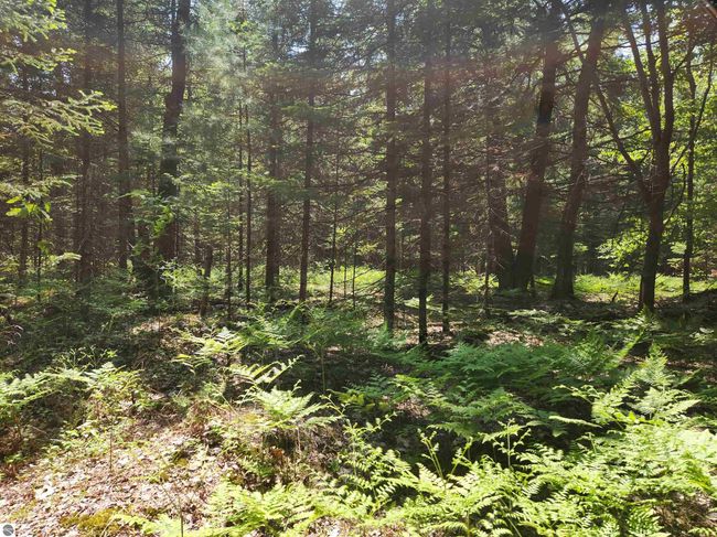 2867 Folks Rd Ne, Home with 0 bedrooms, 0 bathrooms and null parking in Kalkaska MI | Image 19