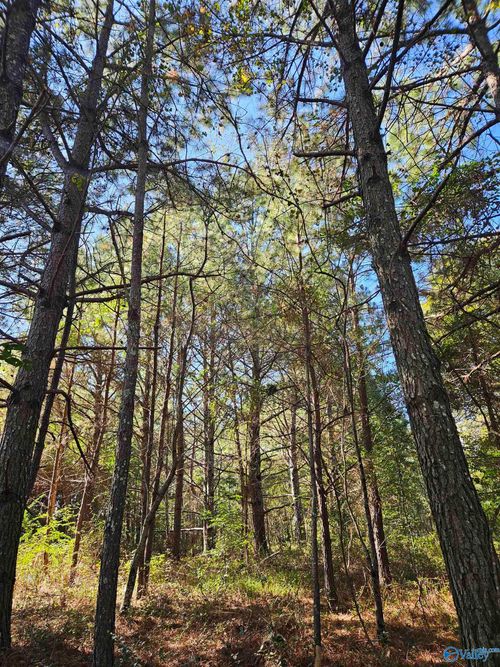 10739 County Road 103, Mentone, AL, 35984-6008 | Card Image