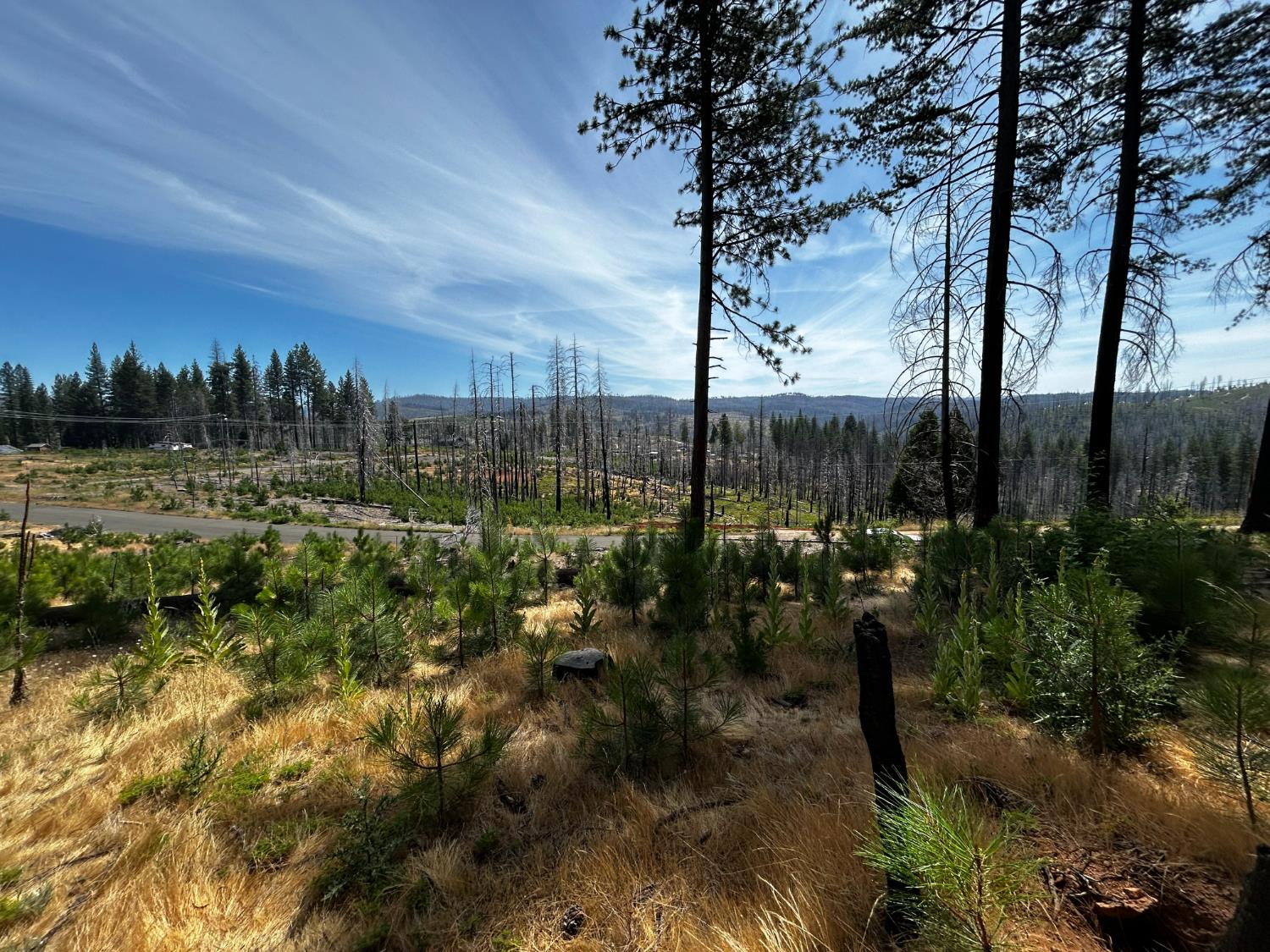 Land in Grizzly Flats 4