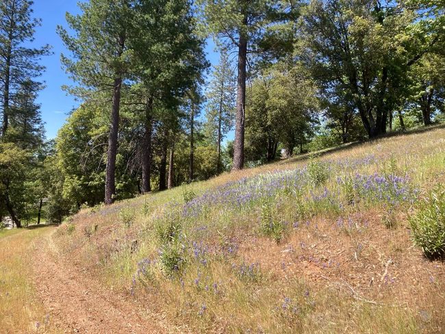 16688 Sonshine Ln, Home with 0 bedrooms, 0 bathrooms and null parking in Sutter Creek CA | Image 23