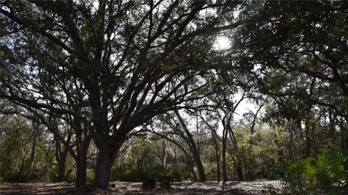 81 Clouds Ave, Interlachen, FL, 32148 | Card Image