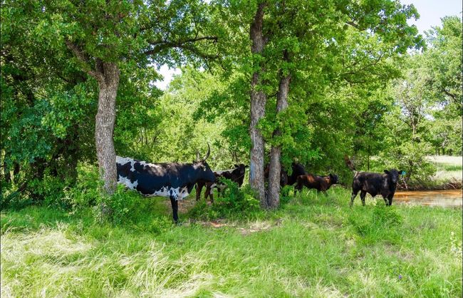 24000 State Highway 279, Home with 3 bedrooms, 2 bathrooms and null parking in Cross Plains TX | Image 31