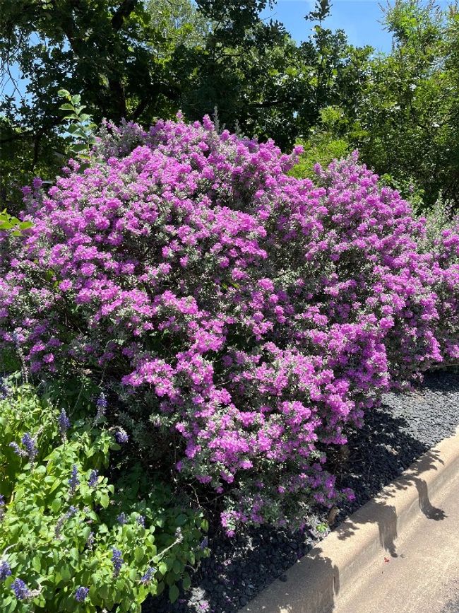 Purple Sage | Image 31