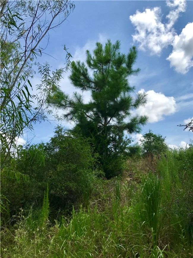Beautiful pine trees on your lot! | Image 6