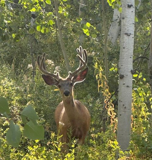 20-5762 Aspen Way, Huntsville, UT, 84317 | Card Image