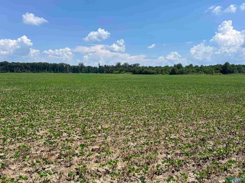 90 acres County Road 125, Moulton, AL, 35650 | Card Image