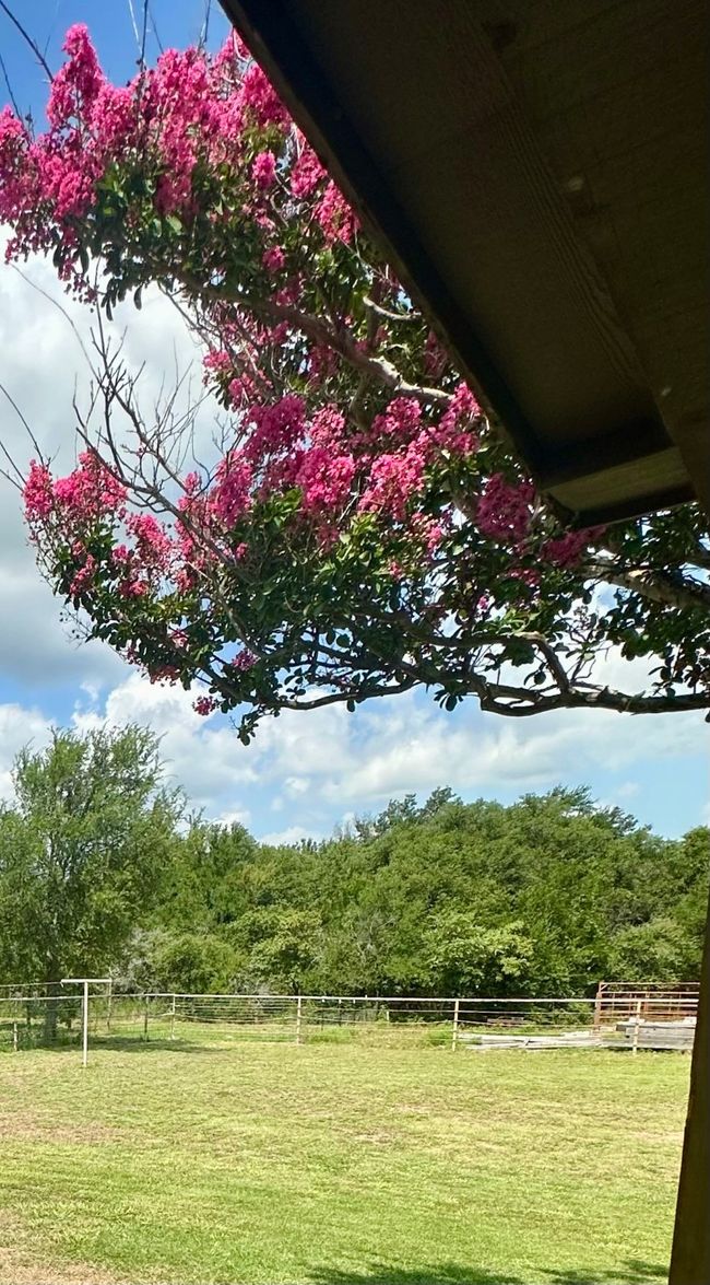 View of yard featuring a wooded view | Image 4