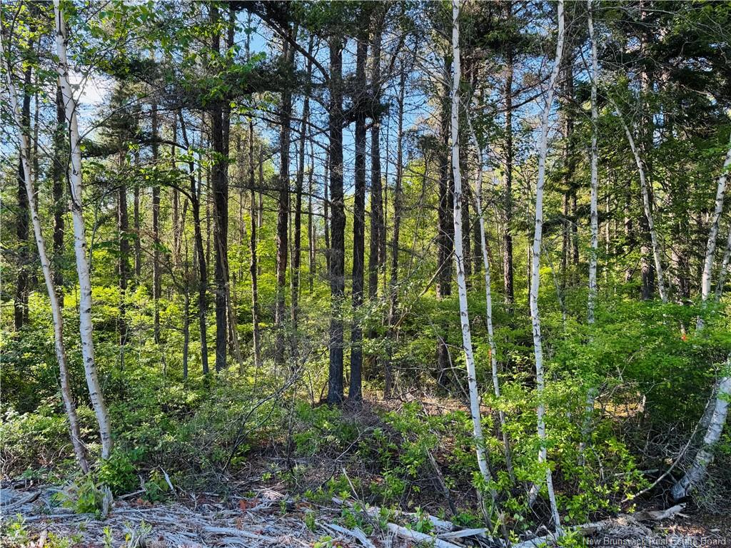 Land in Miramichi 5