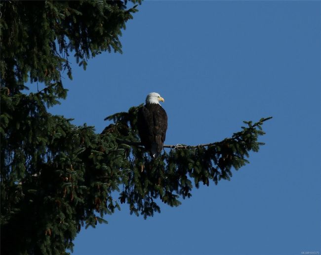 Eagle sitting on roof top deck | Image 65