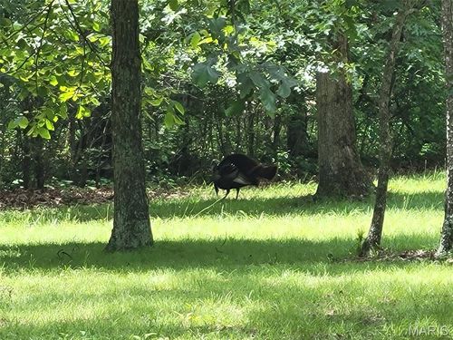 0 Clinton Pl, Monroe City, MO, 63456 | Card Image