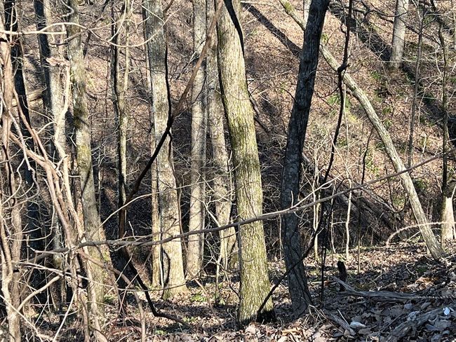 Lot 326 Adair Dr Ne, Home with 0 bedrooms, 0 bathrooms and null parking in Ranger GA | Image 8