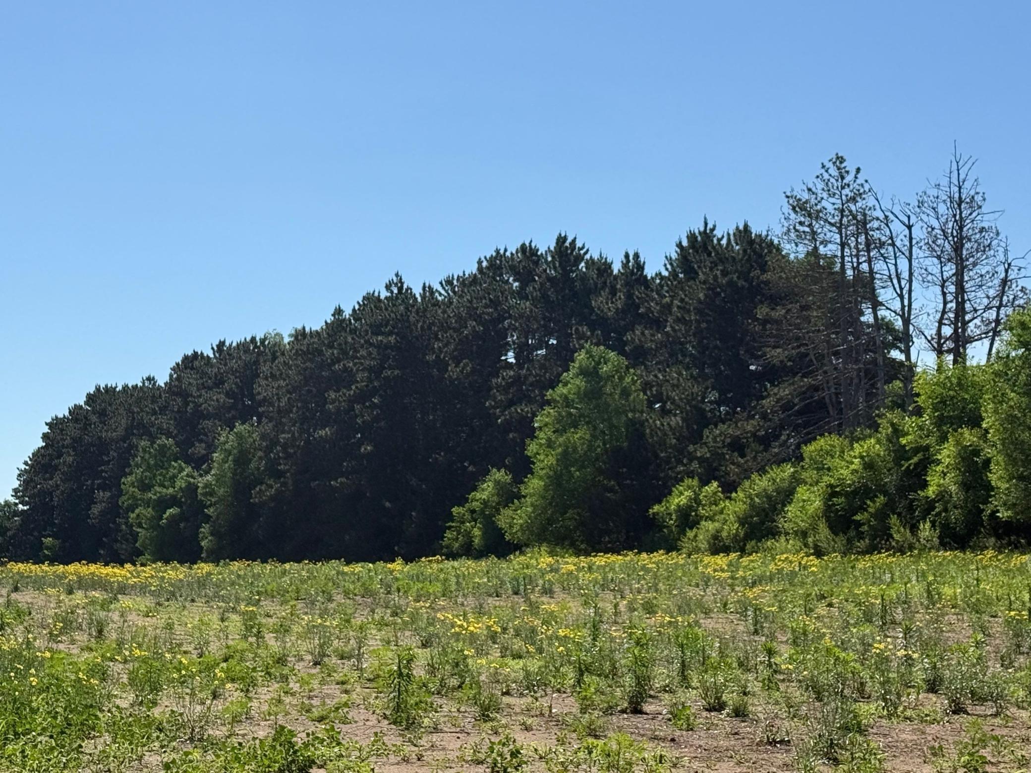 Land in Becker 3