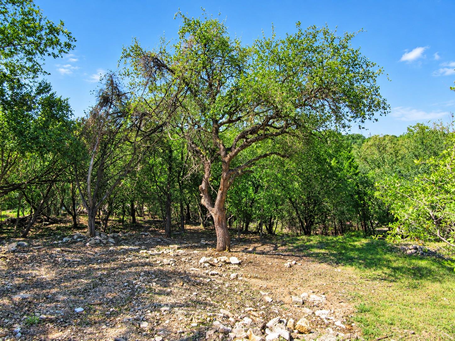 Land in Austin 4