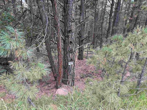 158 Aspen Pl, Angel Fire, NM, 87710 | Card Image
