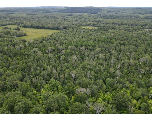 Mature timber | Image 39
