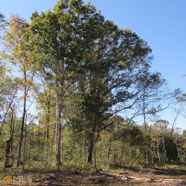 TRACT 2 Coldwater Creek Rd, Home with 0 bedrooms, 0 bathrooms and null parking in Dewy Rose GA | Image 11